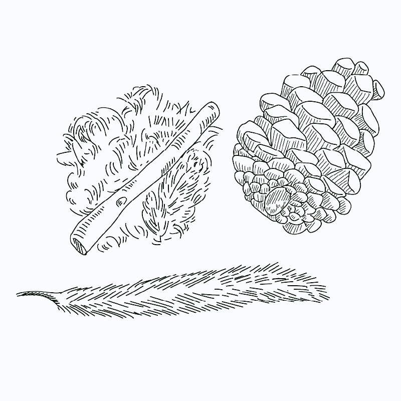 Pflanzen Illustration